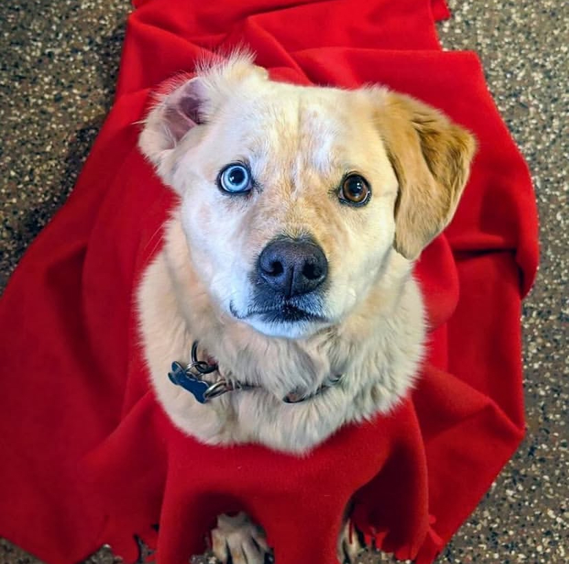 Dog in red scarf